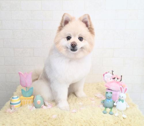 ワンちゃんのご紹介