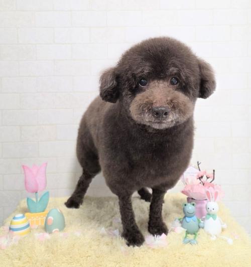 ワンちゃんのご紹介