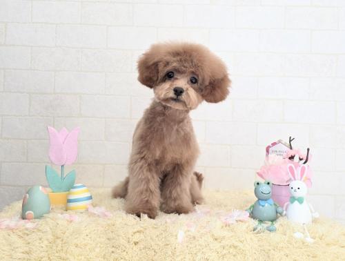 ワンちゃんのご紹介