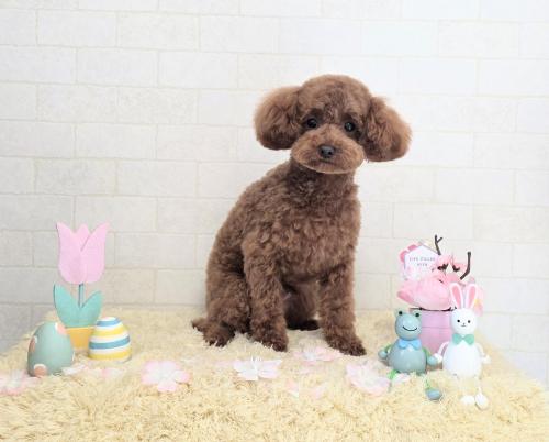 ワンちゃんのご紹介