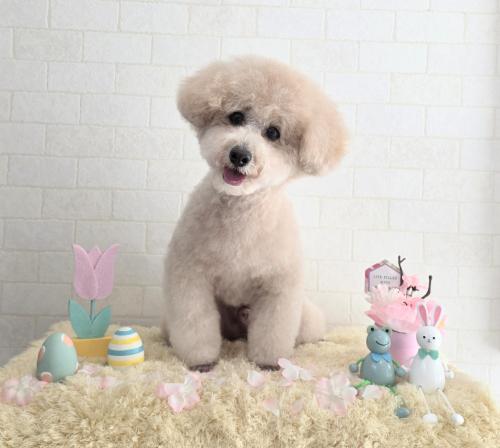ワンちゃんのご紹介