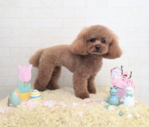 ワンちゃんのご紹介