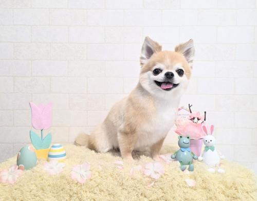 ワンちゃんのご紹介