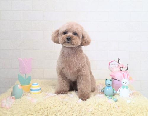 ワンちゃんのご紹介
