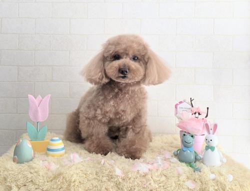 ワンちゃんのご紹介