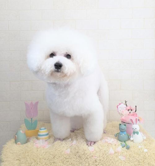 ワンちゃんのご紹介