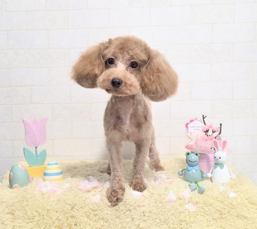 ワンちゃんのご紹介