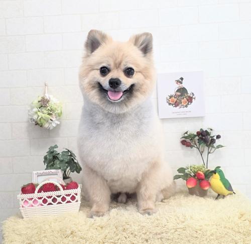 ワンちゃんのご紹介
