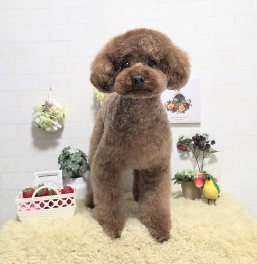 ワンちゃんのご紹介