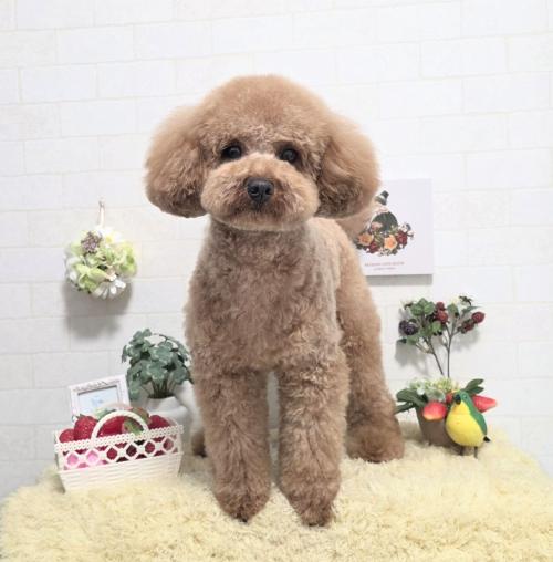 ワンちゃんのご紹介