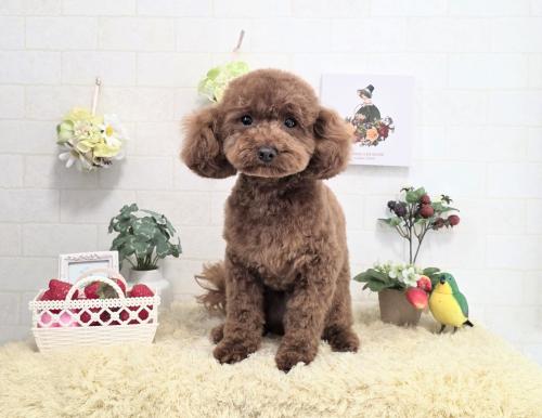 ワンちゃんのご紹介
