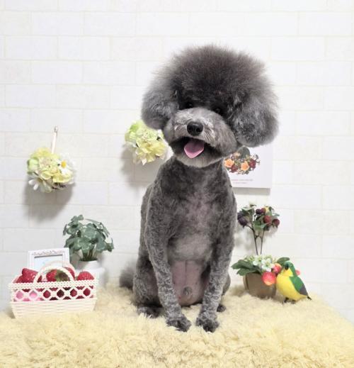 ワンちゃんのご紹介