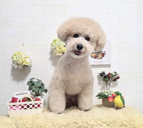 ワンちゃんのご紹介