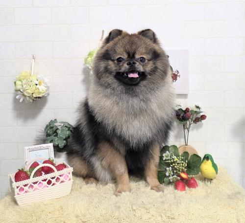 ワンちゃんのご紹介