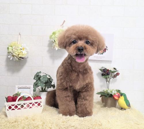 ワンちゃんのご紹介