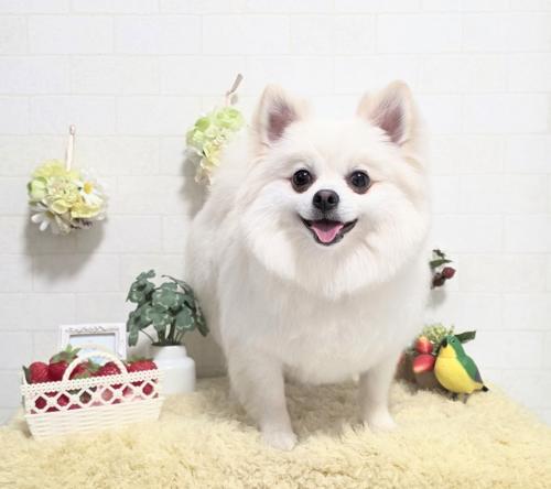 ワンちゃんのご紹介