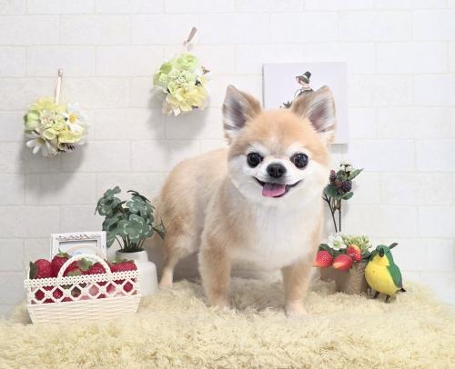 ワンちゃんのご紹介