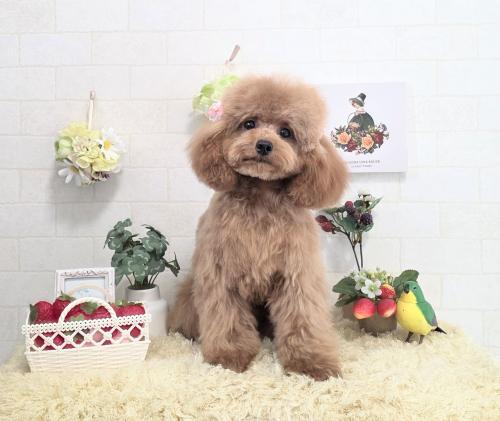ワンちゃんのご紹介
