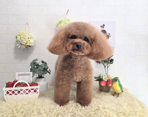 ワンちゃんのご紹介