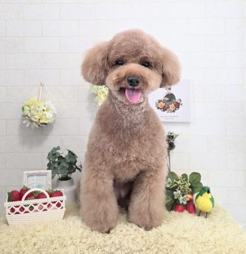 ワンちゃんのご紹介