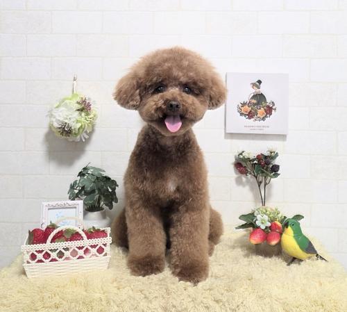 ワンちゃんのご紹介