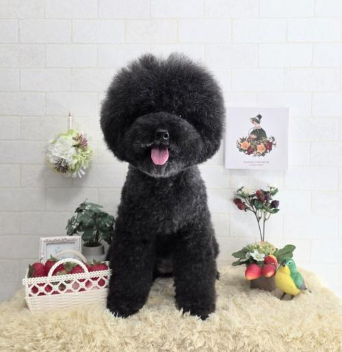 ワンちゃんのご紹介