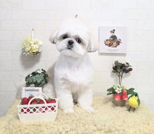 ワンちゃんのご紹介