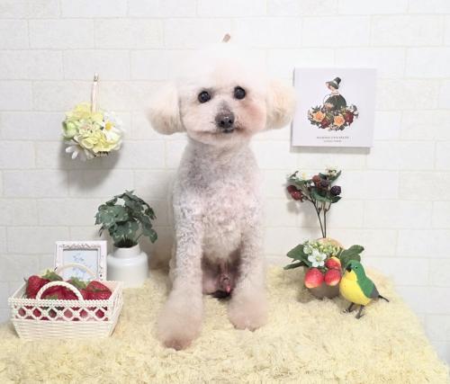 ワンちゃんのご紹介
