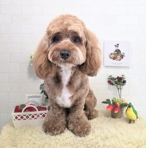 ワンちゃんのご紹介