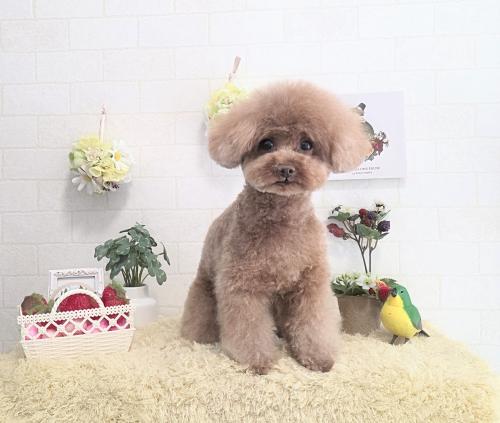 ワンちゃんのご紹介