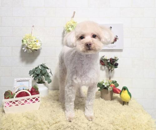 ワンちゃんのご紹介