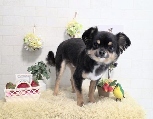 ワンちゃんのご紹介