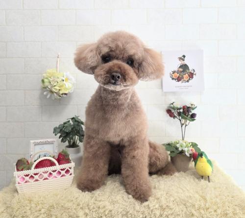 ワンちゃんのご紹介