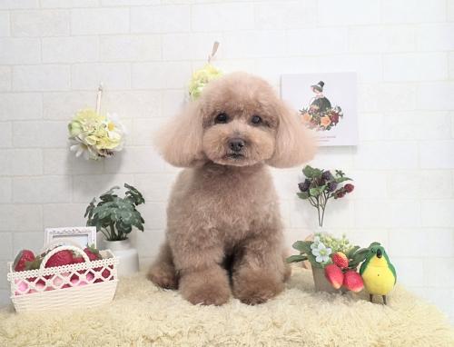 ワンちゃんのご紹介