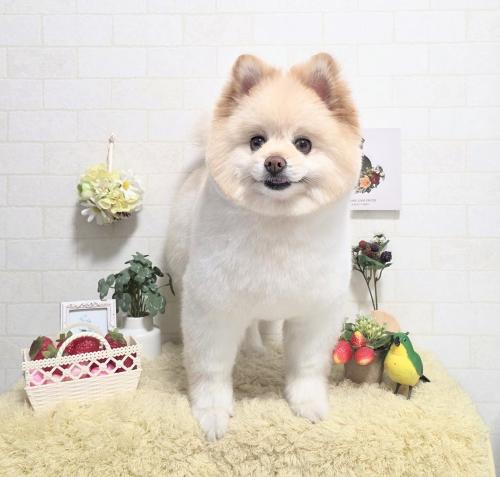 ワンちゃんのご紹介