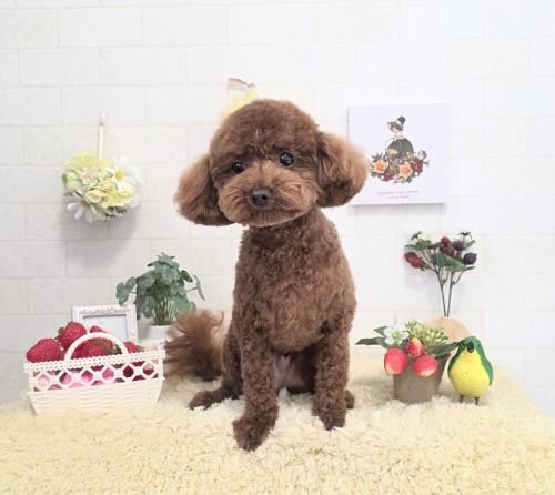 ワンちゃんのご紹介