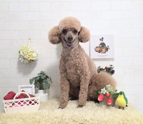ワンちゃんのご紹介