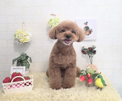 ワンちゃんのご紹介