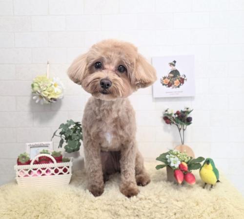 ワンちゃんのご紹介