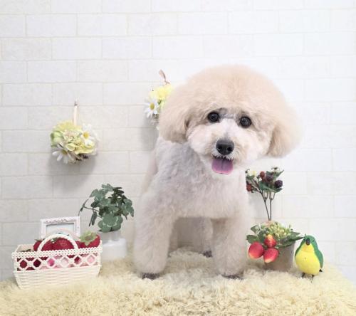 ワンちゃんのご紹介