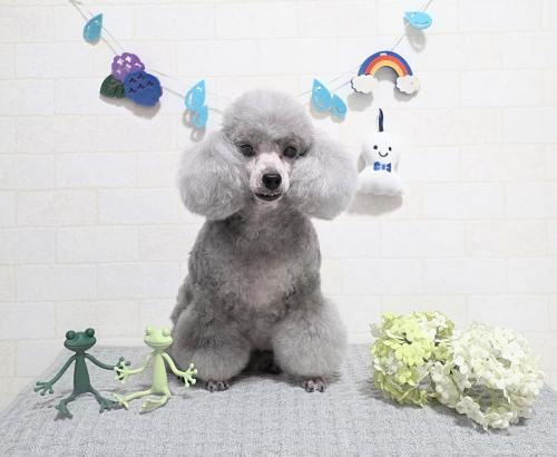 ワンちゃんのご紹介