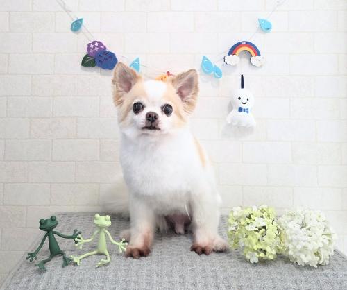 ワンちゃんのご紹介