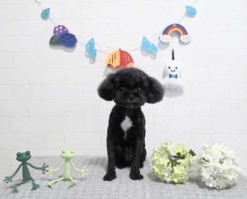 ワンちゃんのご紹介
