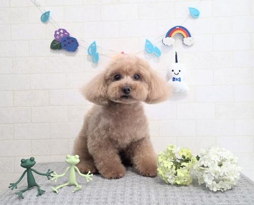 ワンちゃんのご紹介