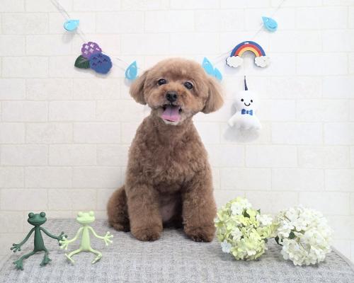 ワンちゃんのご紹介
