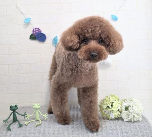 ワンちゃんのご紹介