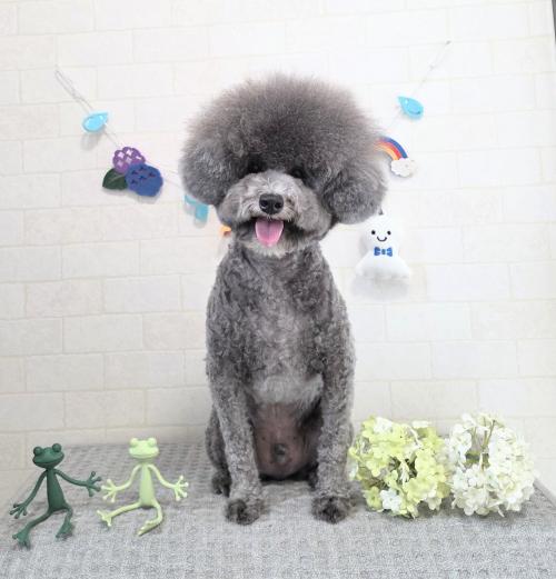 ワンちゃんのご紹介