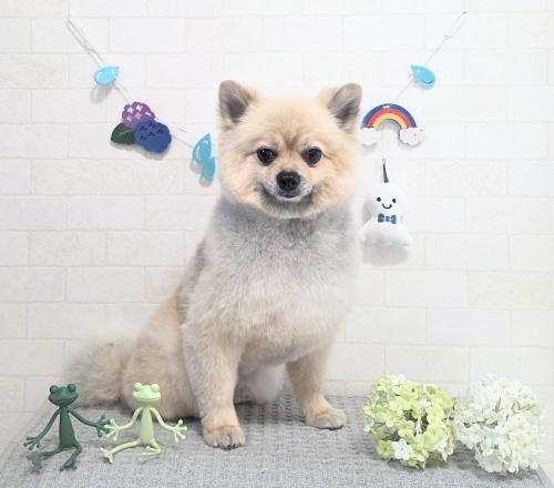ワンちゃんのご紹介