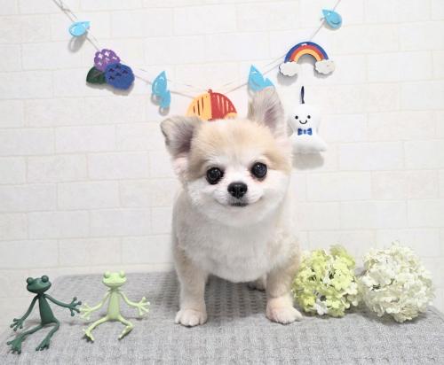 ワンちゃんのご紹介