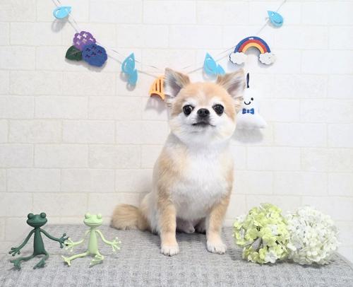 ワンちゃんのご紹介